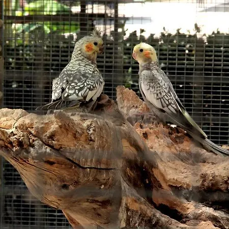 Santa Chiara 4* Capo Vaticano