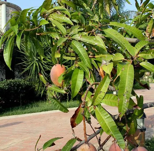 Santa Chiara מלון 4*