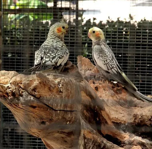 Santa Chiara 4* Capo Vaticano